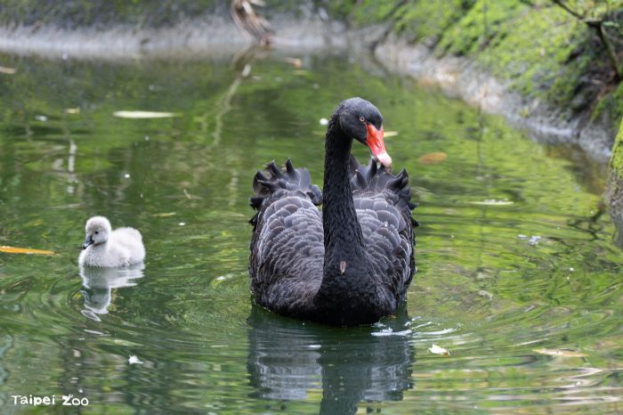 黑天鵝寶寶終於報到！臺北動物園「換蛋保育」成功，溫馨迎來新生命